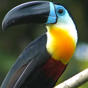 tucan