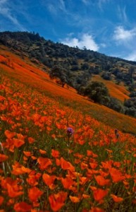 MercedRiverCanyon_CharlesPhillips
