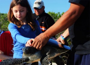 seeturtles