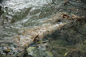 Didymo algae