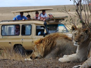 kenya-lions---Paul-Majewski