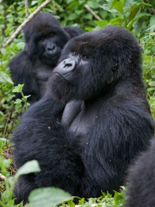 Gorilla-Ubumwe-CA07small