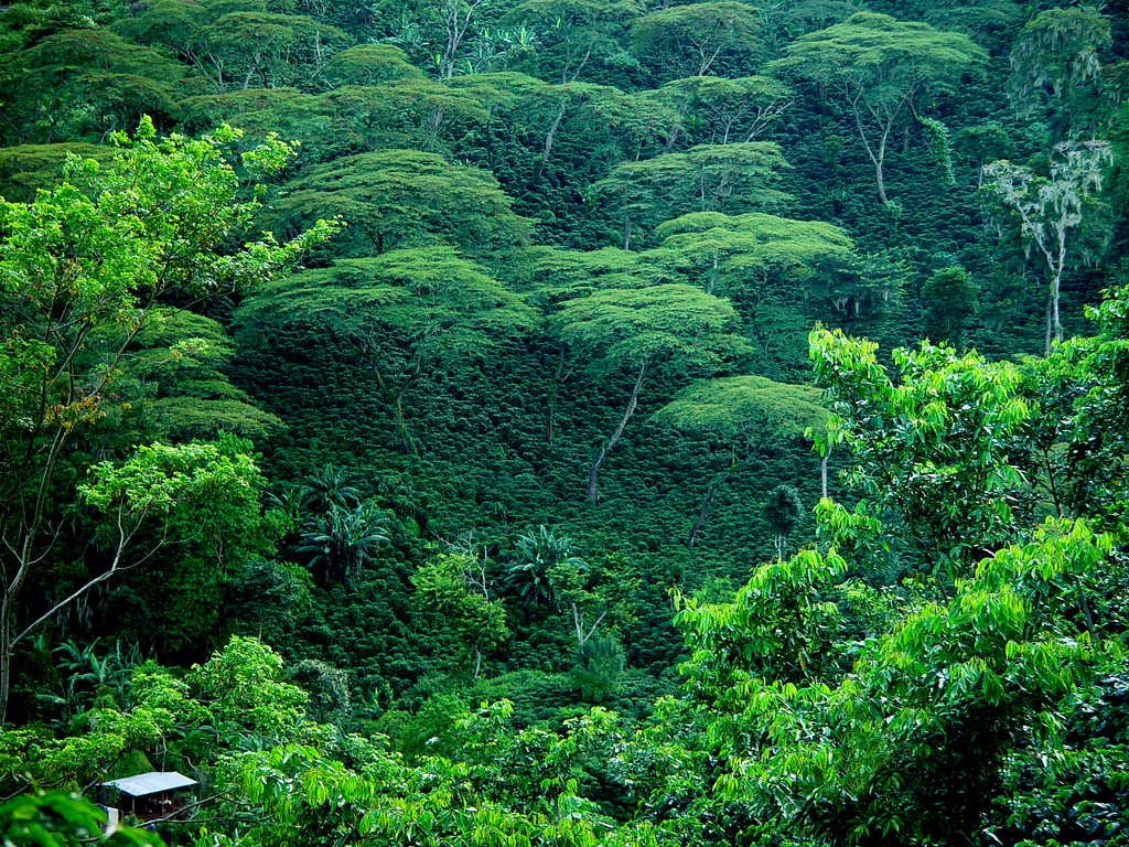 Влажные экваториальные леса условия жизни. Тропикал Рейнфорест. Тропические леса Нигерии. Rainforest ЮАР. Экваториальные леса Африки.