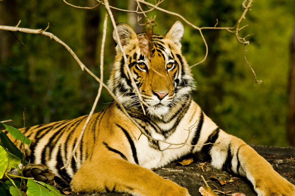 In Response to India’s Tiger Tourism Ban: A Local Operator’s ...