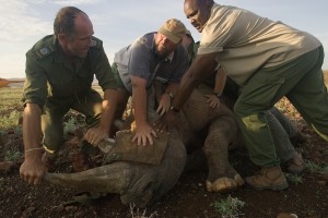 SimsonAndMET staff in action with rhino (Credit Dave Hamman Photography)