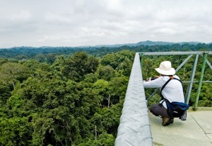 CristalinoJungleLodgeCanopyTowerwithTouristKatiaKuwabara