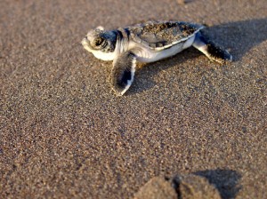 babyturtle2usm