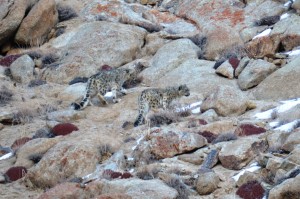 Snow leopards are being sighted more frequently since win-win conservation and ecotourism partnerships have taken hold. Photo: Karma Quest