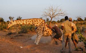 giraffe-conservation-safari-credit-wilderness-travel