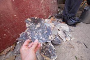 Hawksbill Sea Turtle shell scales (scutes) waiting to be used by artisans in Managua to produce sea turtle shell jewelry, Nicaragua © Hal Brindley