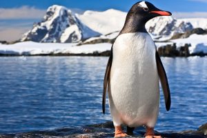 antarctica_penguin_solo_shutterstock