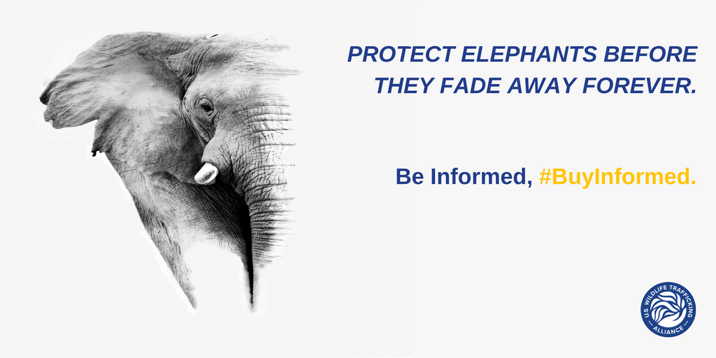 world-elephant-day-graphic-2-twitter