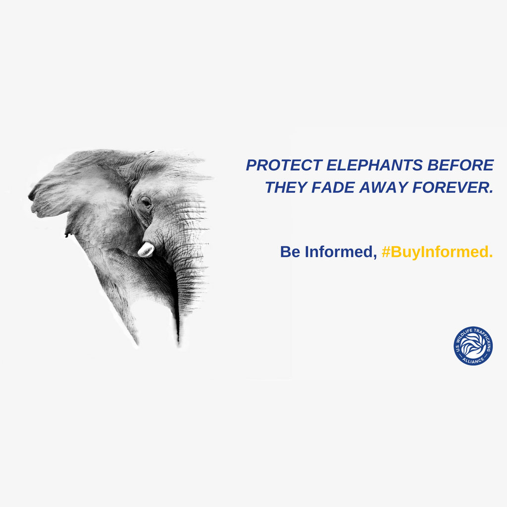 ATTA Members Support eBay Auction for World Elephant Day | Adventure