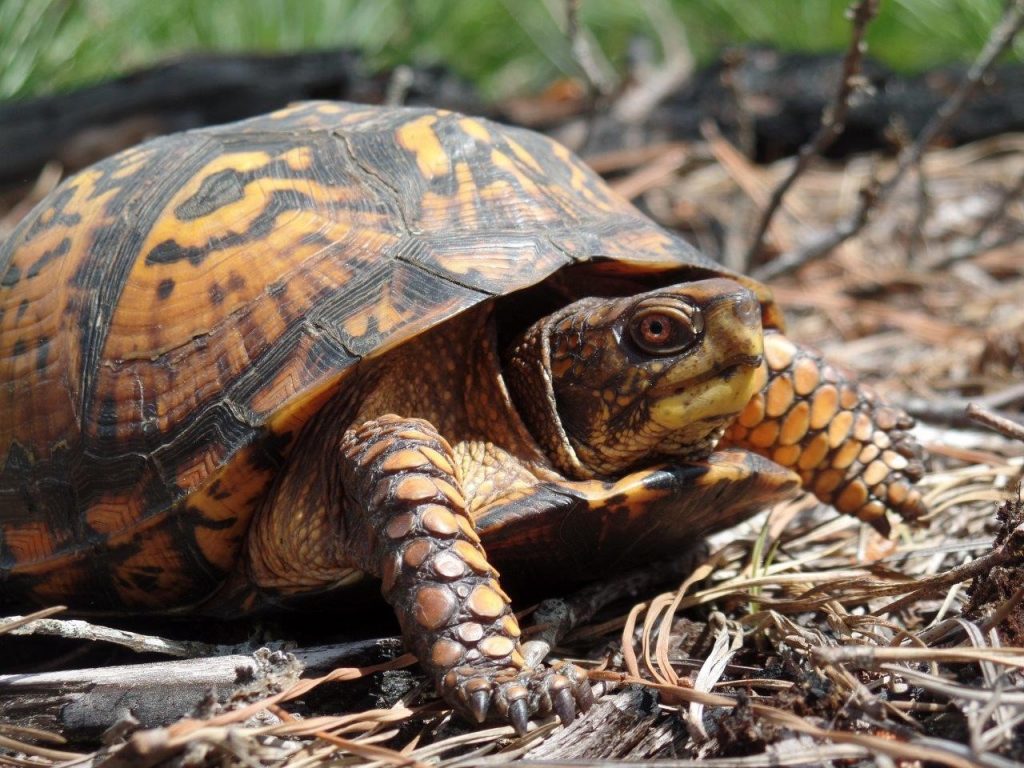 Wildlife Experts Agree Native Turtles In The U S Are Under Siege From Illegal Collection Adventure Travel News