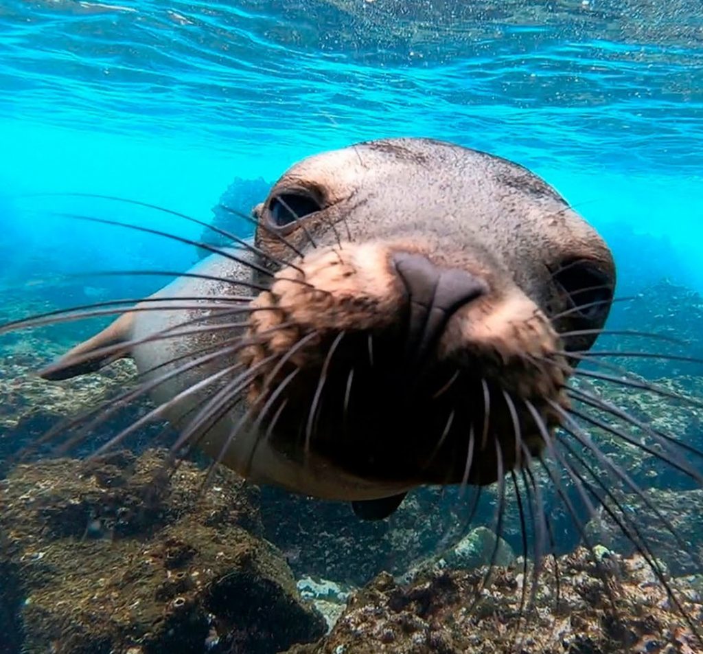 Galapagos Islands 18 Population 100 Vaccinated Adventure Travel News